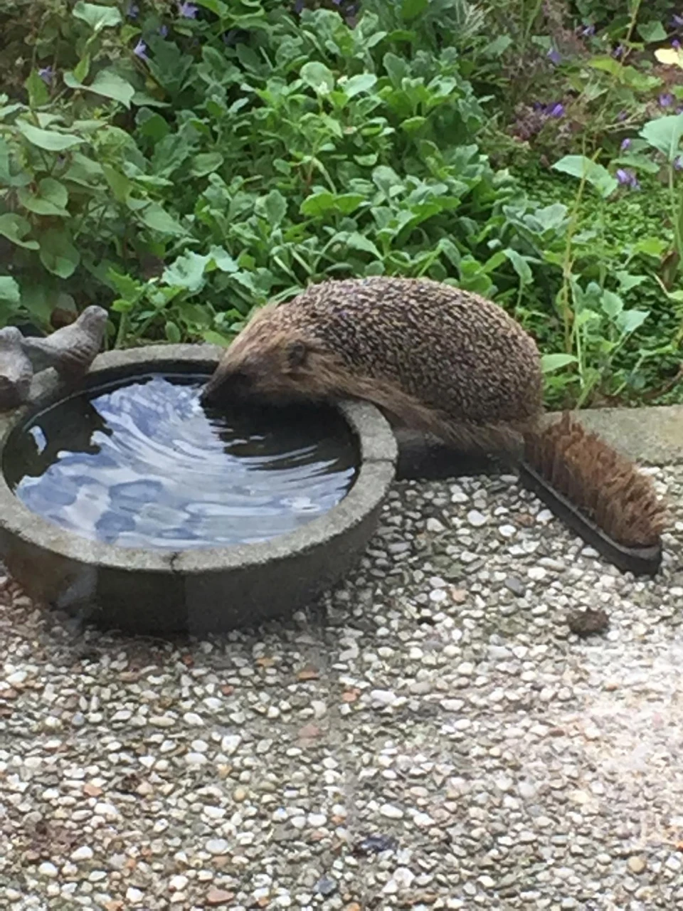 vijvertuin met hoogteverschil 7.jpg